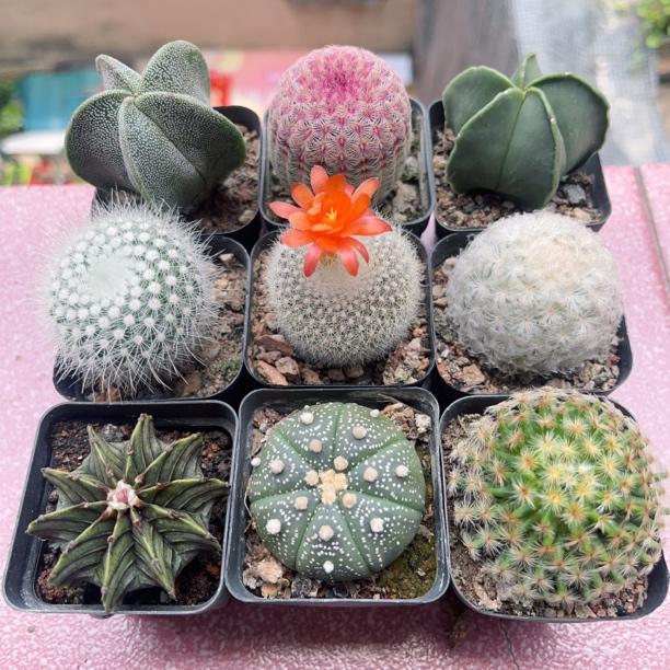 星兜多肉植物盆栽室内阳台开花好养懒人肉肉的仙人球实生组合套餐