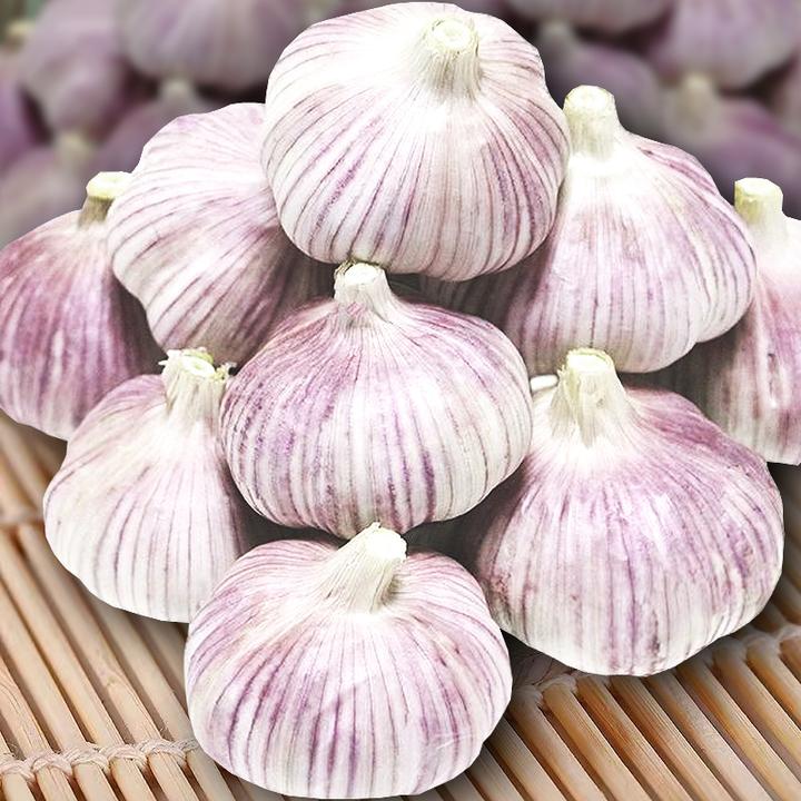 5斤新干大蒜可种腌制白皮蒜头新鲜辣味农家自种出蒜台白皮蒜子