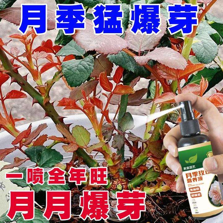 月季营养液【月月爆根】促发芽开花黑斑黄叶玫瑰专用营养液液体肥