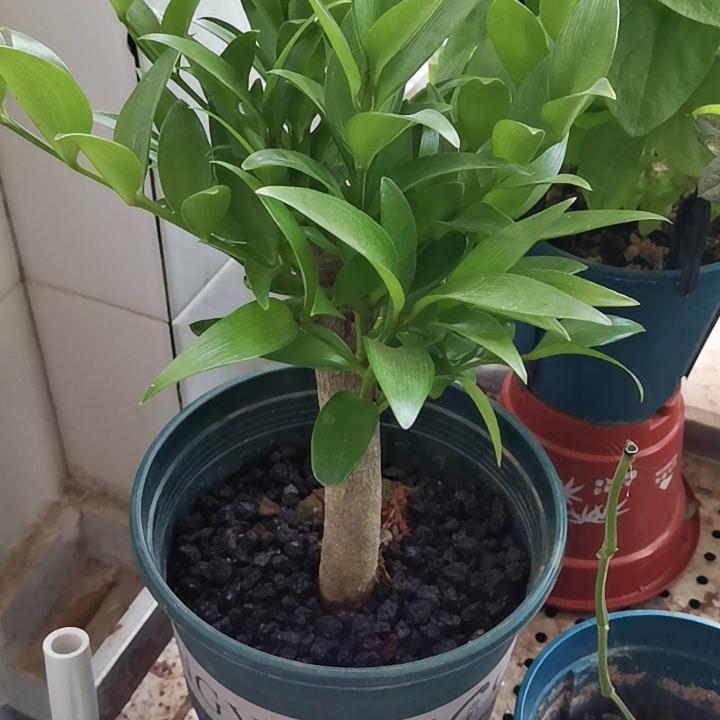 盆景竹柏老桩兴旺竹长寿竹老桩矮桩驱蚊竹净化空气(一物一拍)