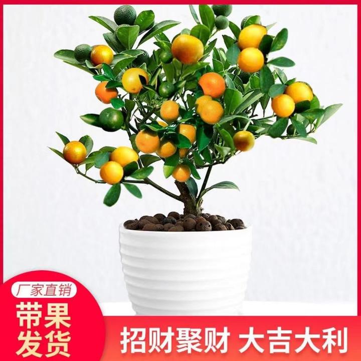 脆皮金桔树蜜糖金桔四季金桔带果带花室内室外阳台盆栽果多脆甜