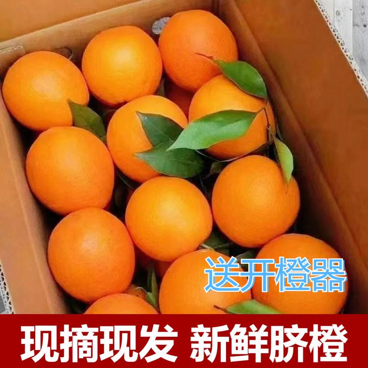 【现摘现发】广西富川脐橙纽荷尔橙子产地直发新鲜发货水果