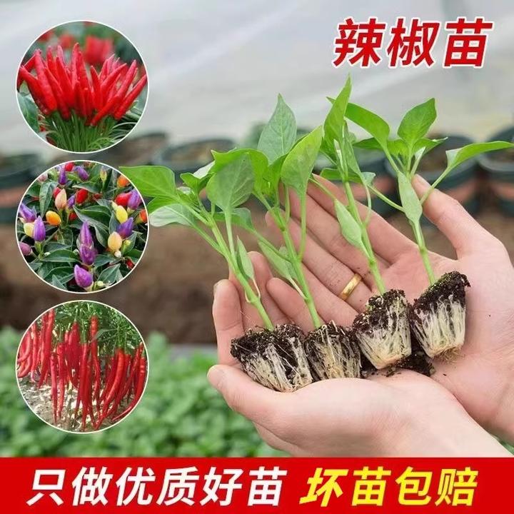 辣椒苗秧苗特辣朝天椒小米辣长线椒四季高产阳台盆栽南方种孑苗菜