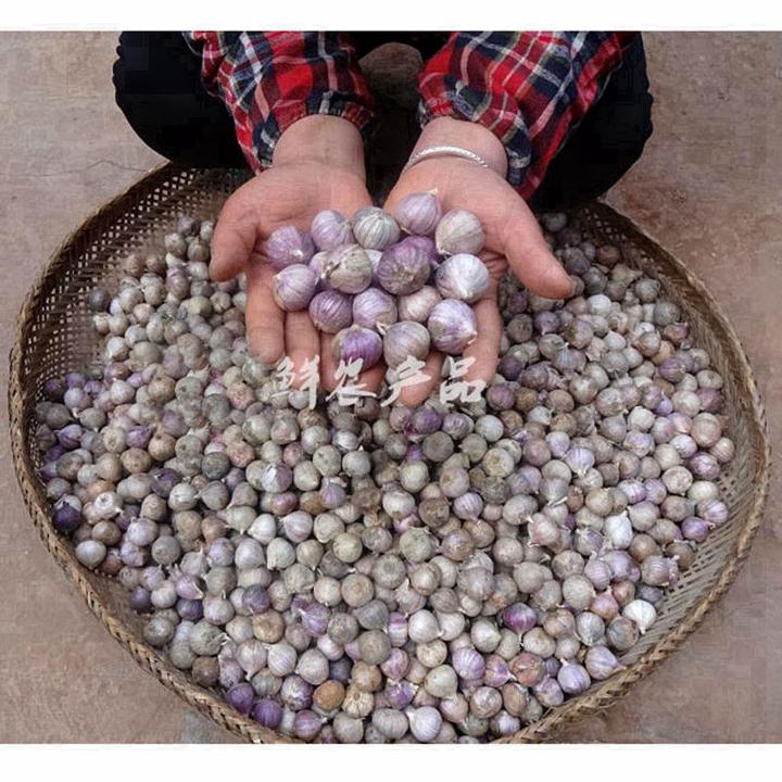 泡蒜小独蒜正宗干蒜紫皮独头蒜珍珠蒜辛辣爽口蔬菜新挖大蒜1斤