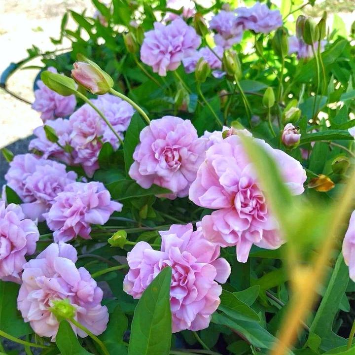 缠枝牡丹 藤牡丹 多年生耐寒宿根庭院花园室内爬藤植物重瓣粉色