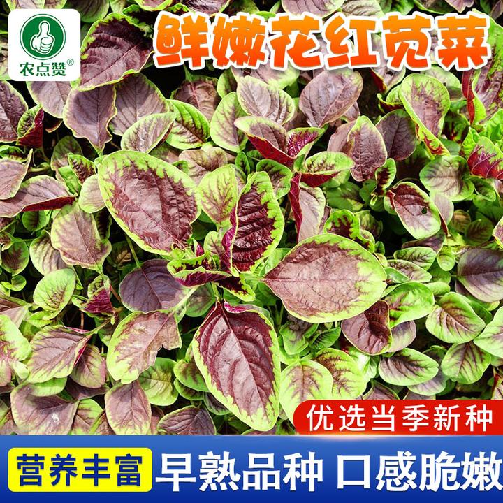 花红苋菜种子 一点红圆叶花红苋菜汗菜四季阳台盆栽简单播种蔬菜