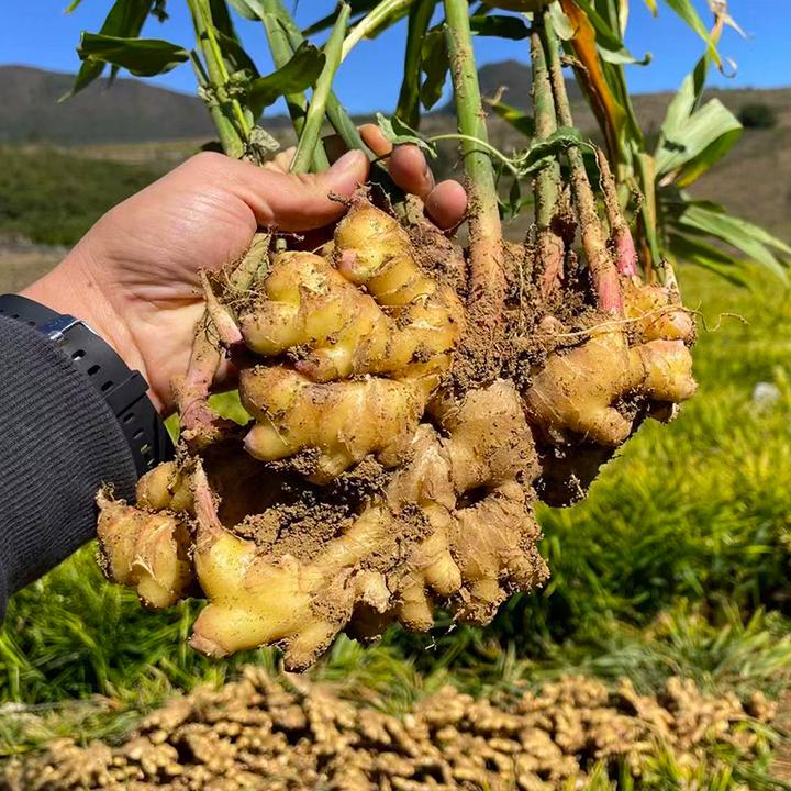 【老姜】云南小黄姜-ZR&TY