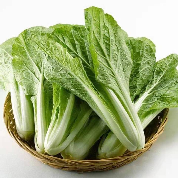 汉州鲜四川小白菜秋冬季奶油菜农家露天自种产产地直发新鲜蔬菜