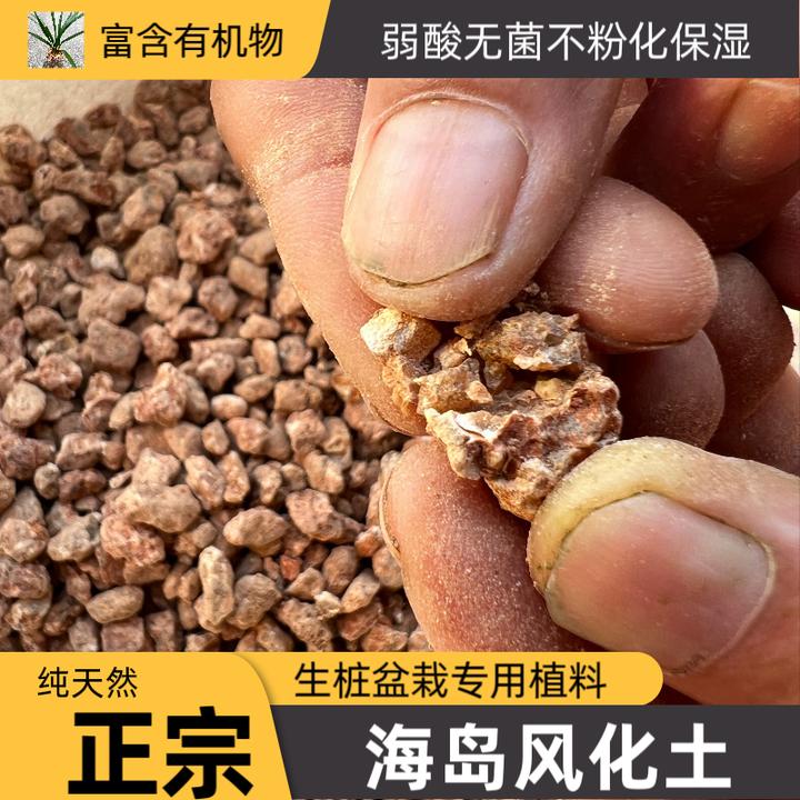 海岛风化土春花栀子花翠米茶松柏映山红石枫兰花多肉盆栽室内用土