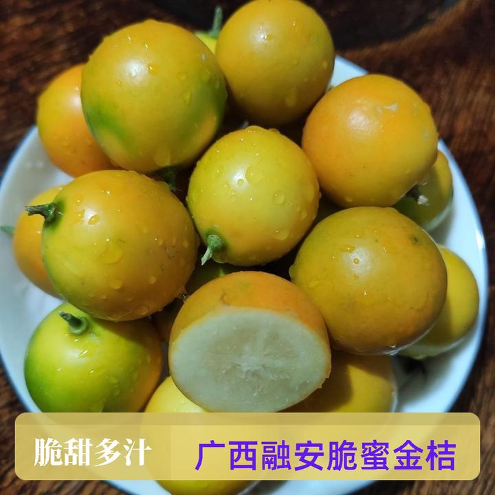 【第三代脆蜜金柑】融安脆蜜金桔新鲜水果桔子脆皮多汁现摘直发甜蜜