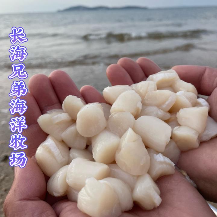 长海县广鹿岛鲜纯原浆扇贝丁  活贝现扣大丁鲜品发货顺丰包邮！