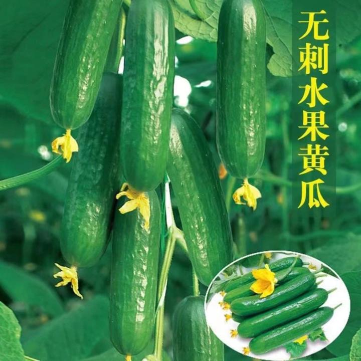 四季自种黄瓜荷兰自种无刺小黄瓜四季种植种籽阳台室外沙拉生吃