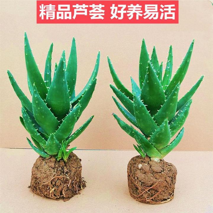 不夜城芦荟小盆栽花卉客厅办公室内桌面创意绿植室内阳台室内绿植