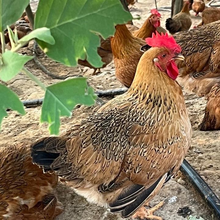 《2只优惠装》160天果园散养 手工宰杀 真空包装 2只装净重4.8-5斤