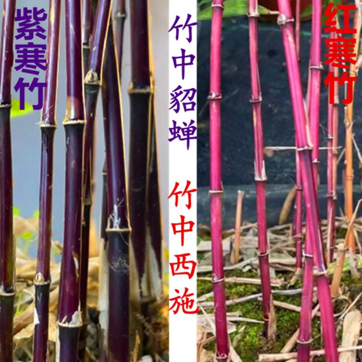 红竹紫竹红寒竹朱竹 紫寒竹 室内绿植禅意盆栽庭院观赏竹高档绿植