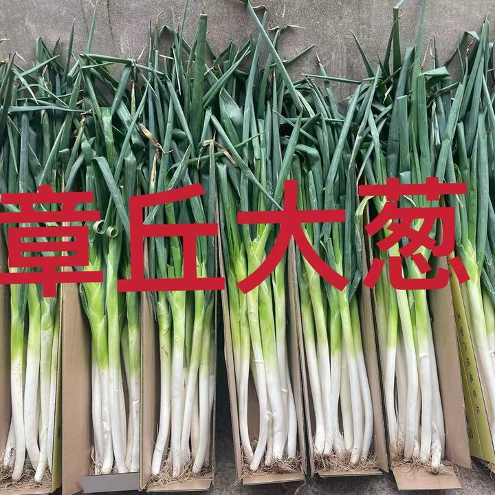 实惠装   正宗章丘大葱脆甜新鲜农家自种原产地现刨现发