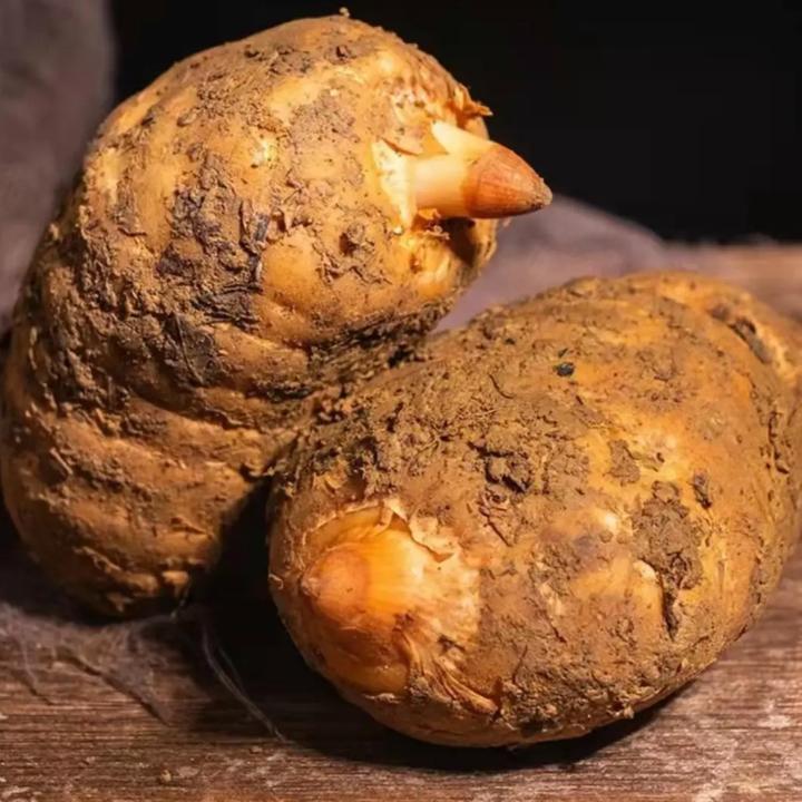 (3斤福利装)云南昭通小草坝新鲜天麻现挖深山林下三年仿野乌天麻