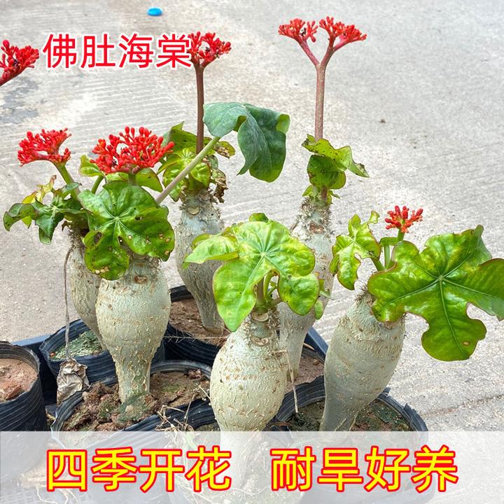 佛肚海棠块根植物佛肚树盆栽办公室阳台庭院懒人好养耐旱多肉绿植