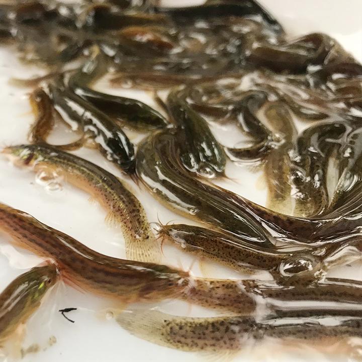 活鱼乌龟活饲料鱼鲜活小泥鳅泥鳅饲料鱼黑鱼龙鱼翘嘴鳜鱼活饲料