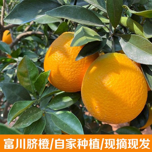 正宗广西富川脐橙/现摘现发/自家种植  橙香味浓