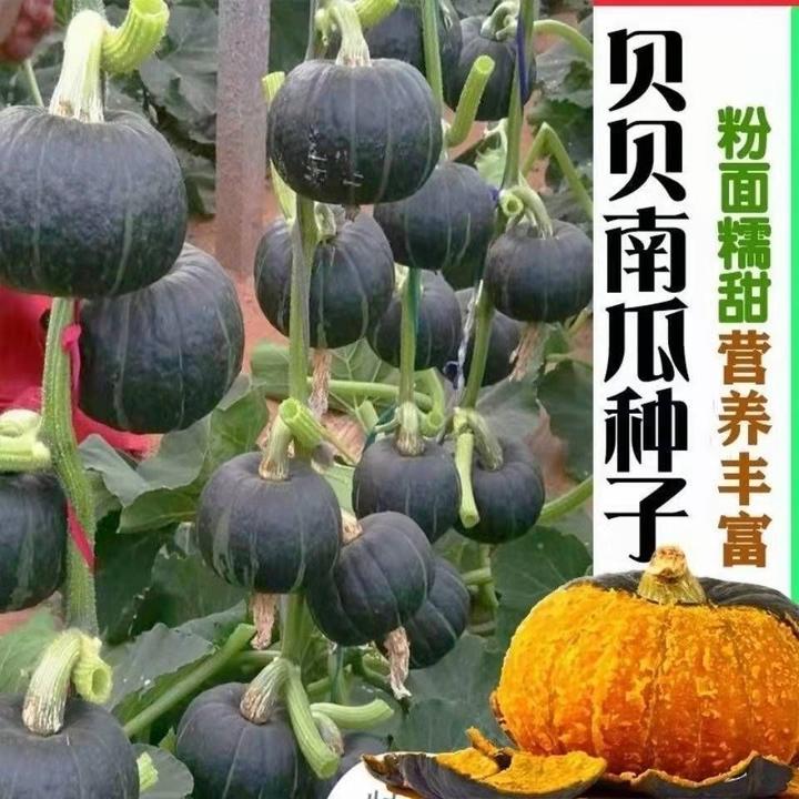 绿贝贝南瓜种子板栗小南瓜种籽新品种甜香糯高产早熟春秋蔬菜种子