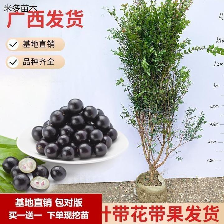 正宗嘉宝果树苗树葡萄苗果树四季早生沙巴南北方种植当年结果盆栽