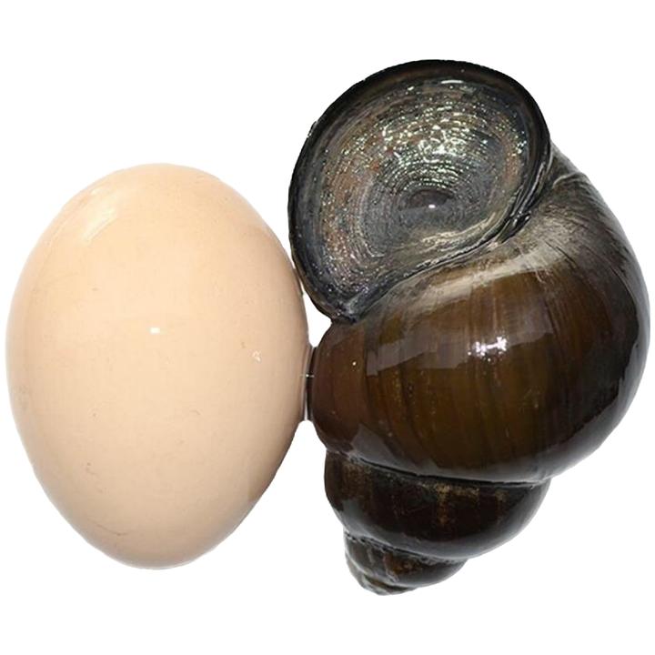 洪湖大田螺，洪湖原产地活鲜包邮到家，现抓现发，