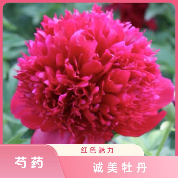 【红色魅力】深红色绣球型进口芍药 花苗现挖现发 裸根发货