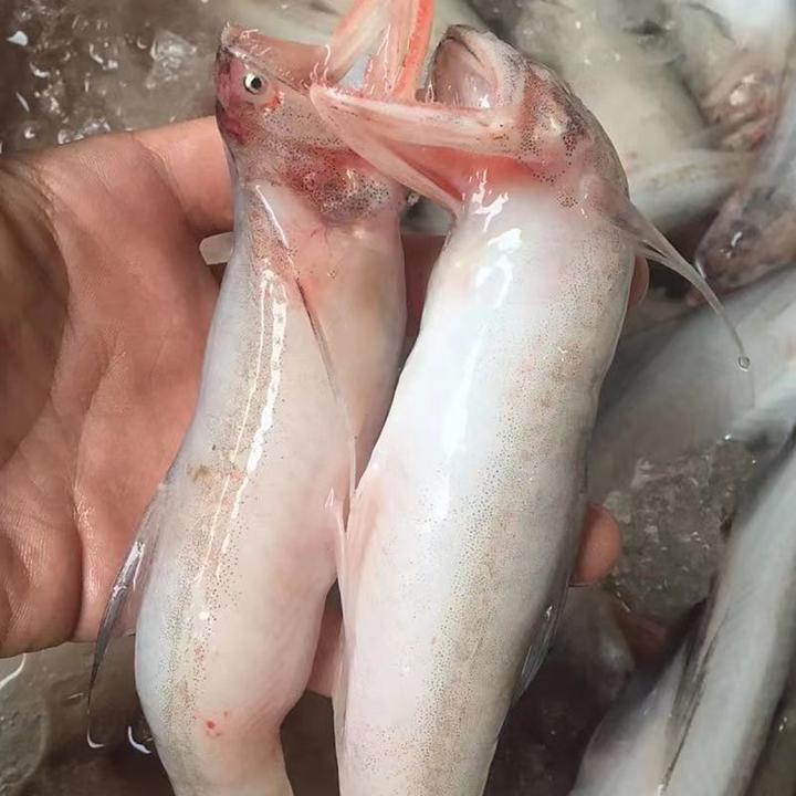 福建现捕现发龙头鱼豆腐鱼九肚鱼独立包装500克/袋