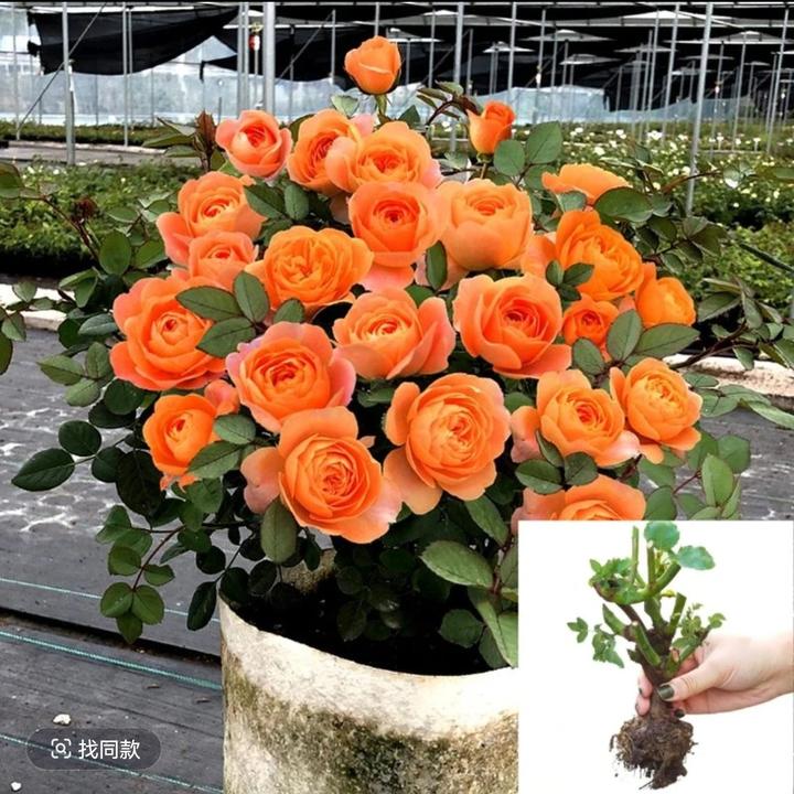 【果汁阳台】云南玫瑰花老桩大苗大花浓香月季盆栽地栽室内室外好养