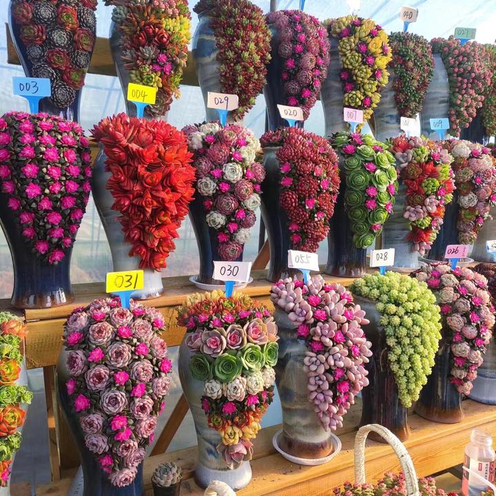 2026新款多肉植物瀑布造型盆栽花卉肉肉含盆带花成品发