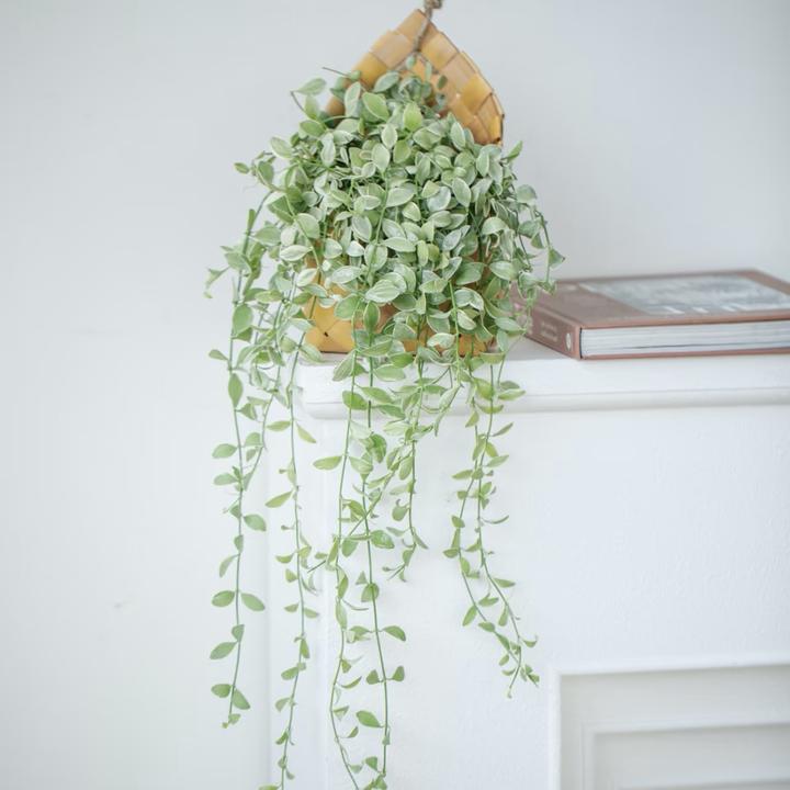 金边翡翠恋吊兰盆栽室内客厅办公室桌面观叶好养花卉绿植绿植盆栽