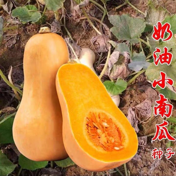 【奶油南瓜种子】四季种植蔬菜种子阳台小院盆栽地爬高产
