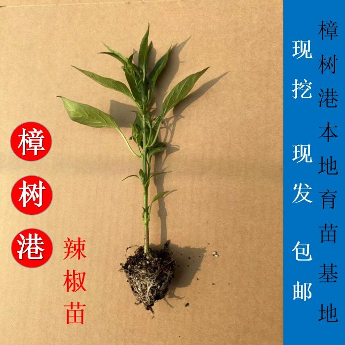 正宗樟树港辣椒苗四季培育少量带土阳台楼顶盆栽地栽易种好管理