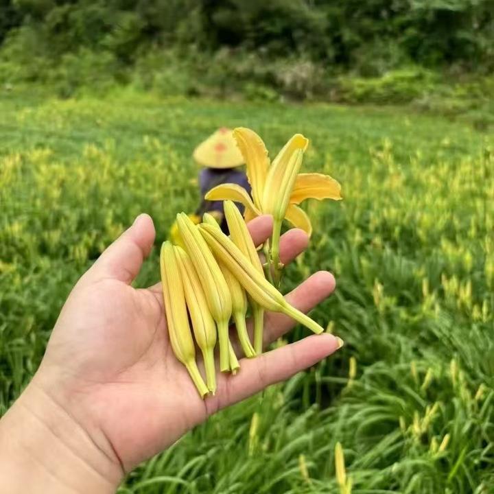 （粉丝福利）台弯黄花菜用来炒菜煮汤非常好