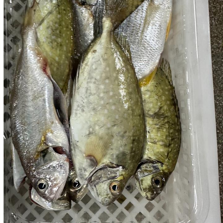 【顺丰包邮】4盒福建东山新鲜速冻海捕小杂海鱼400克/盒