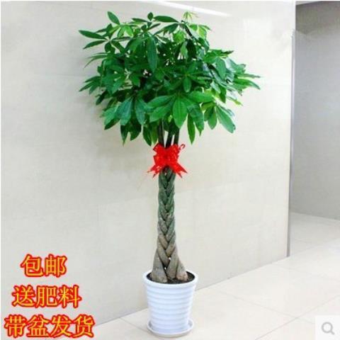 室内客厅绿植花卉独杆辫子发财树吸甲醛大型盆景植物 发财树盆栽