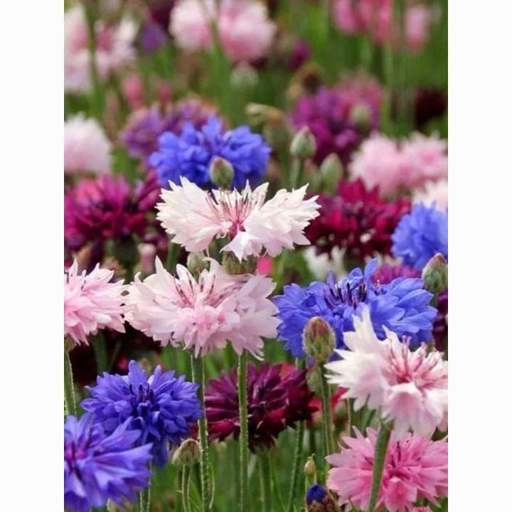 ❇矢车菊花种籽子四季易种矢车菊花种子室外庭院绿化耐寒花籽孑
