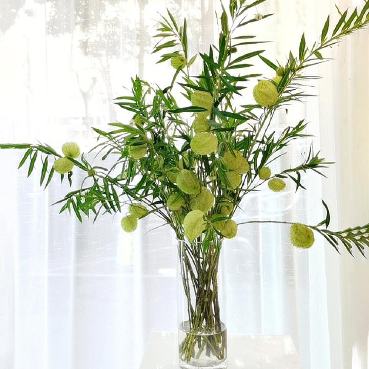 糖棉鲜花云南直发鲜切花绿植水培植物花束气球果插花小众鲜花唐棉
