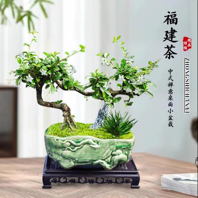 福建茶盆景老桩飘枝造型绿植室内办公室好养悬崖禅意植物客厅盆栽