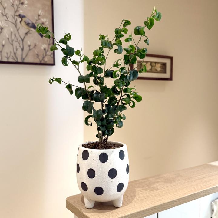 卷叶榕卷福绿植室内办公室桌面观叶好养盆栽北欧INS风桌面小森林