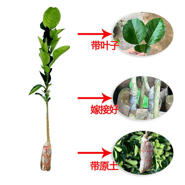 【2年苗】正宗暹罗香水红柚树苗嫁接苗南方种植地栽果树苗带土带叶