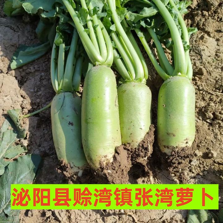 正宗泌阳县赊湾镇张湾萝卜水果萝卜3斤5斤包邮
