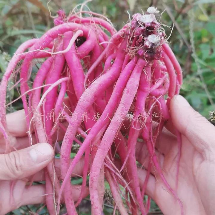 贵州自然新鲜红牛膝食用红牛膝中药材红土牛漆牛膝怀牛膝