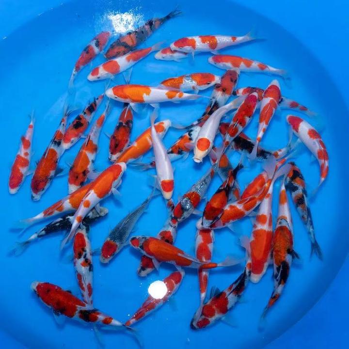 红白大正三色鱼苗锦鲤昭和三色鱼苗锦鲤冷水淡水观赏鱼养鱼观赏鱼