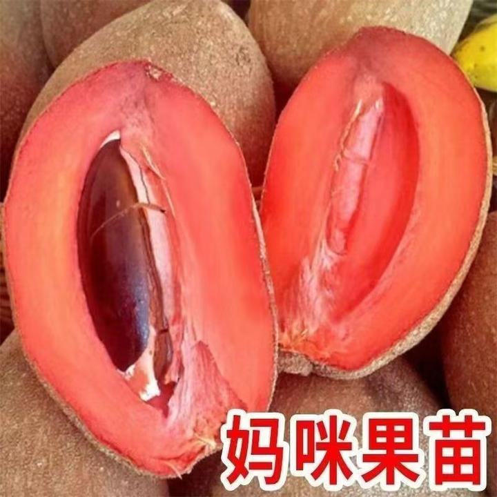 新品种马加纳妈咪果树苗盆栽地栽庭院阳台南北方四季种植果树苗