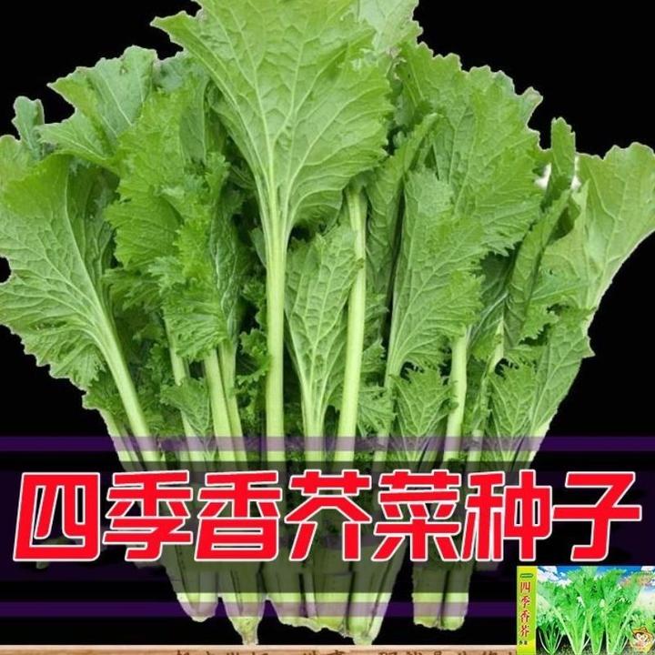 @四季香芥菜种籽香叶饺子菜籽香菜小青菜春秋阳台盆栽田园蔬菜种