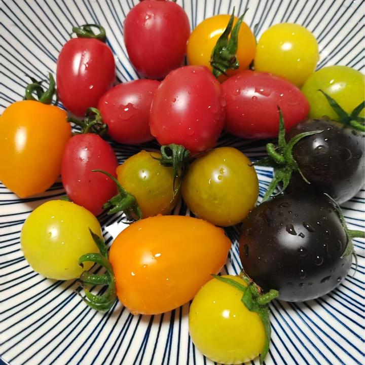 口口爆汁三色小番茄新鲜当季水果水果番茄西红柿