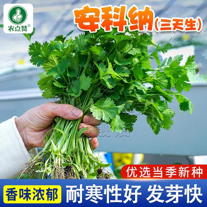 速生香菜种子  阳台小院大面积种植芫荽蔬菜籽