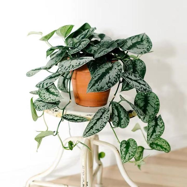 大叶小叶银斑葛花叶绿萝盆栽好养桌面绿长藤垂吊植物花卉绿植室内